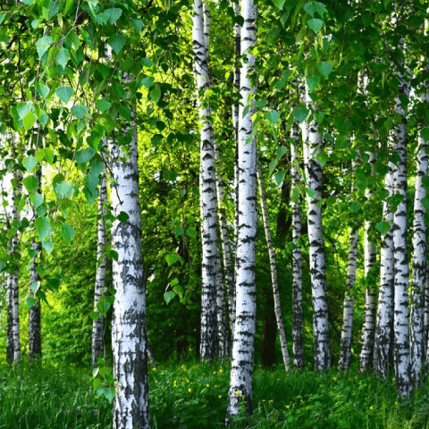 Biomassa: Legna Betulla | Idra Energia Pulita - Impianti Idraulici