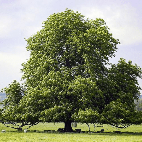 Biomassa: Legna Castagno | Idra Energia Pulita - Impianti Idraulici