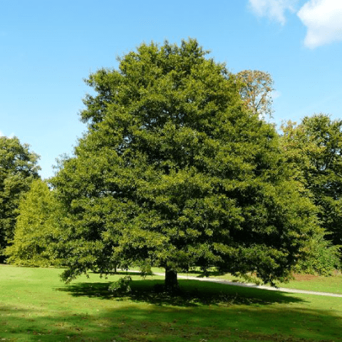 Biomassa: Legna Quercia | Idra Energia Pulita - Impianti Idraulici